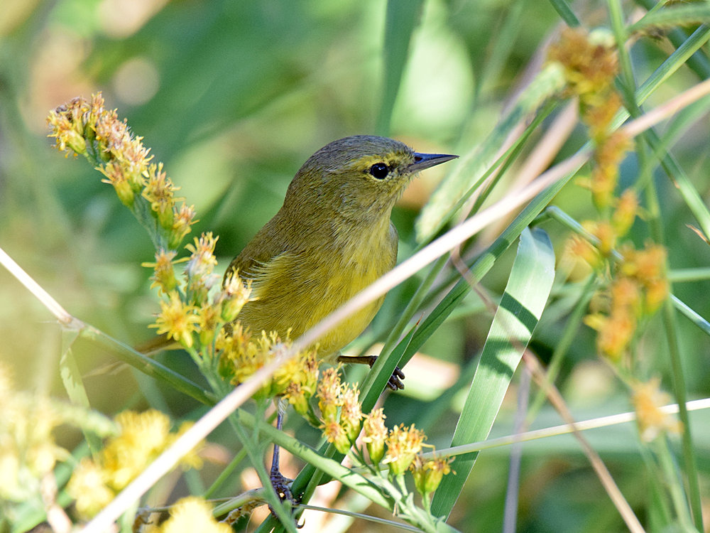 OrangeCrownedWarbler2.jpg