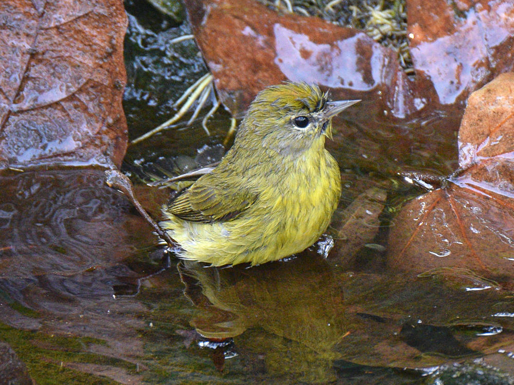 OrangeCrownedWarbler2.jpg