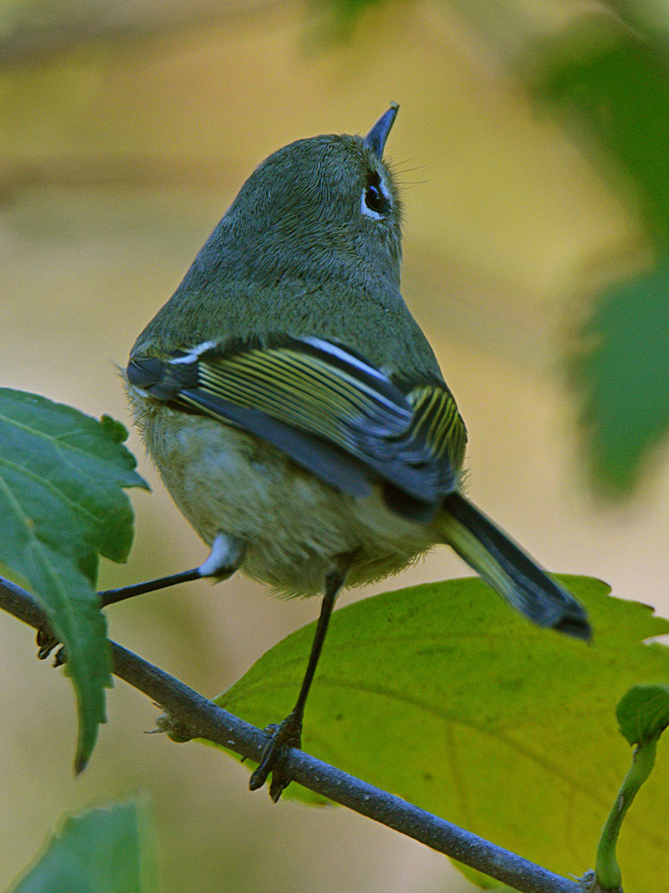 OrangeCrownedWarbler2.jpg