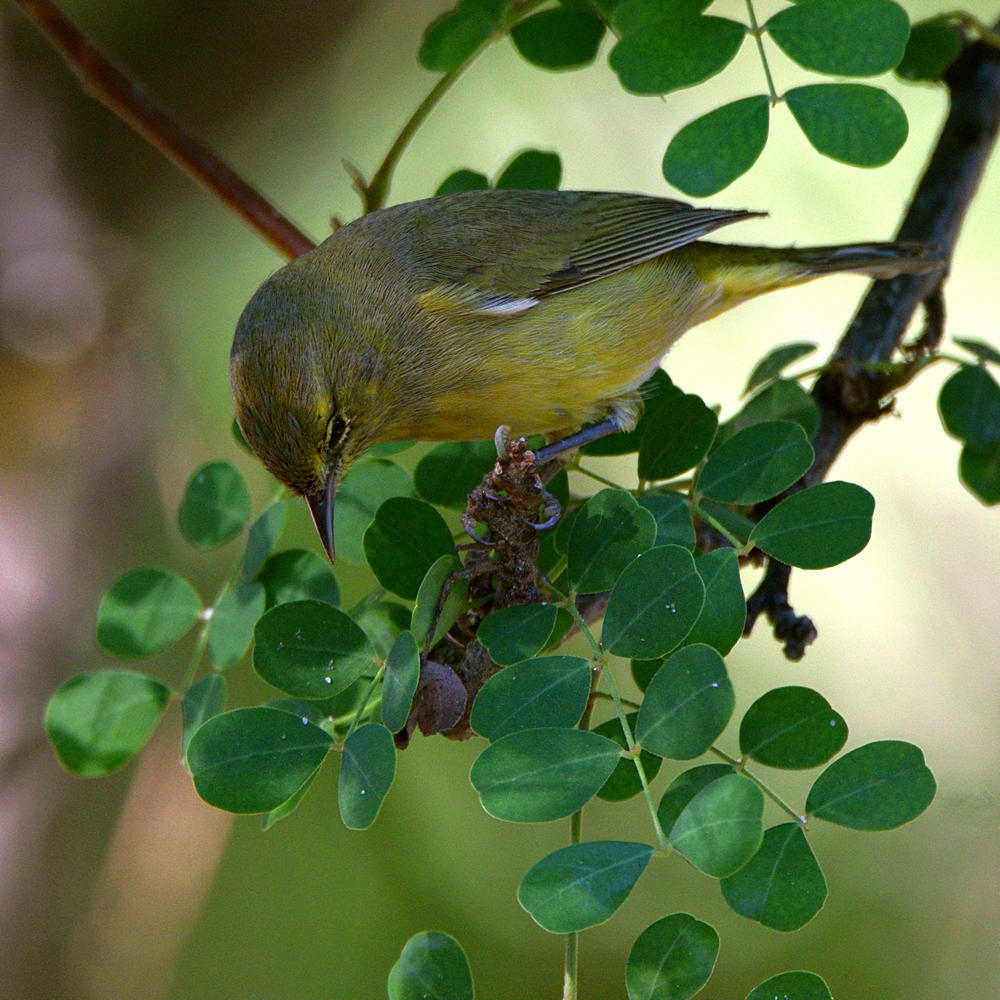 OrangeCrownedWarbler2.jpg