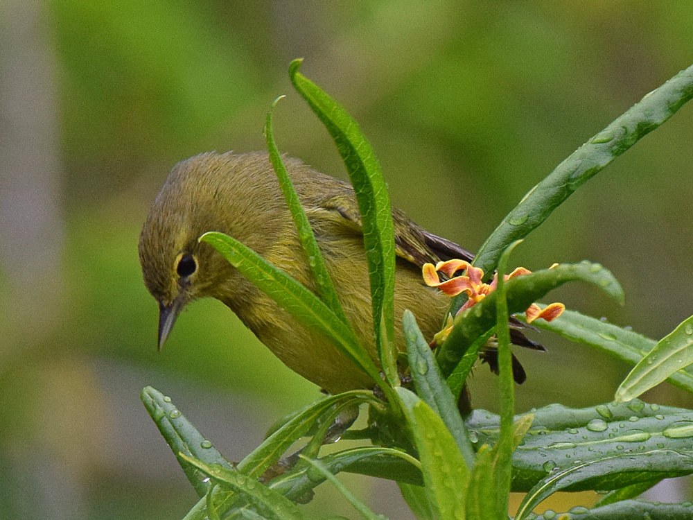 OrangeCrownedWarbler3.jpg