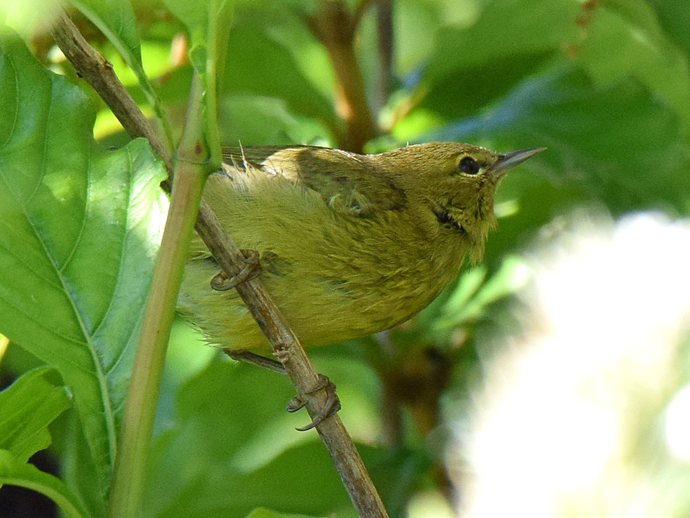 OrangeCrownedWarbler3.jpg