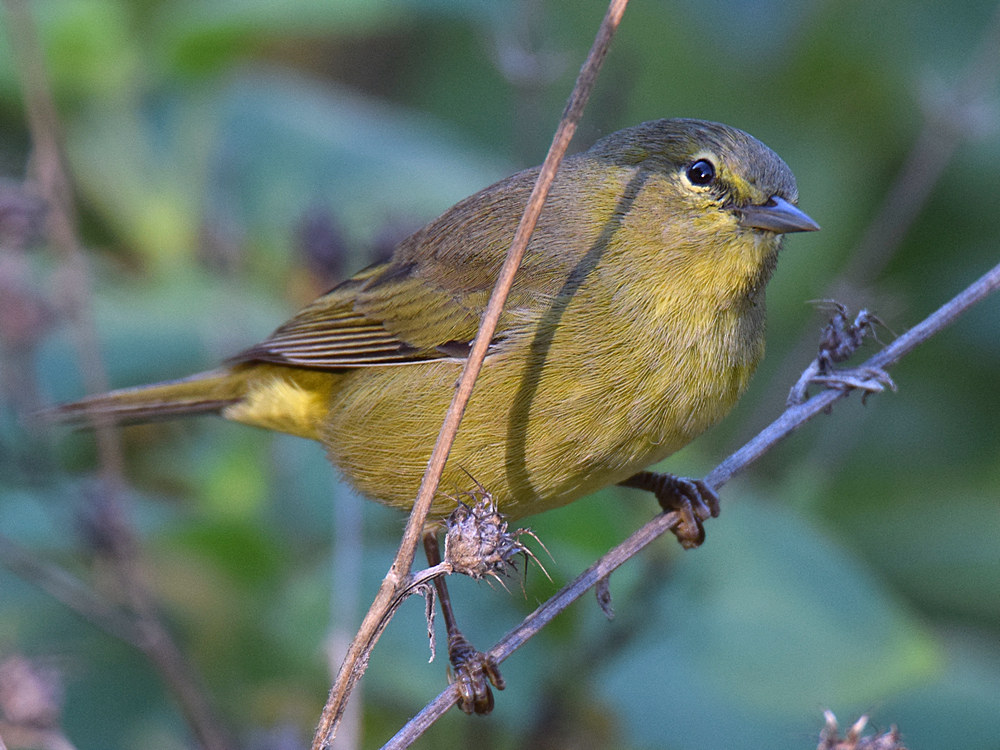 OrangeCrownedWarbler3.jpg