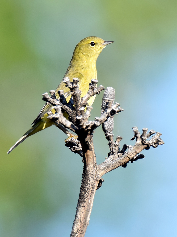 OrangeCrownedWarbler3.jpg