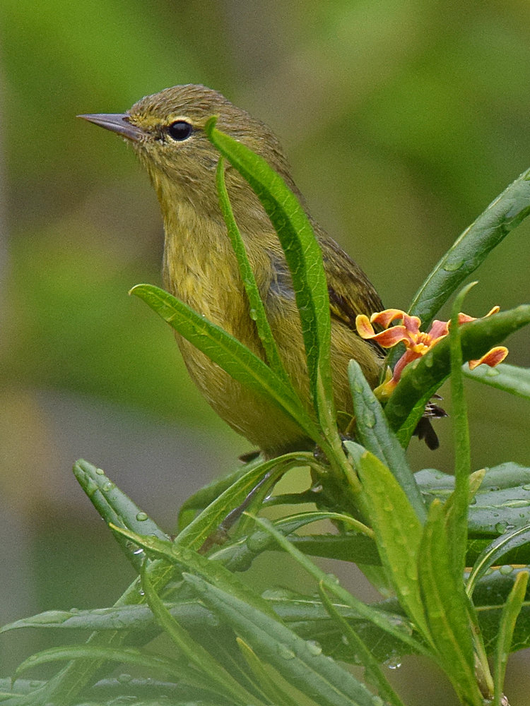OrangeCrownedWarbler4.jpg