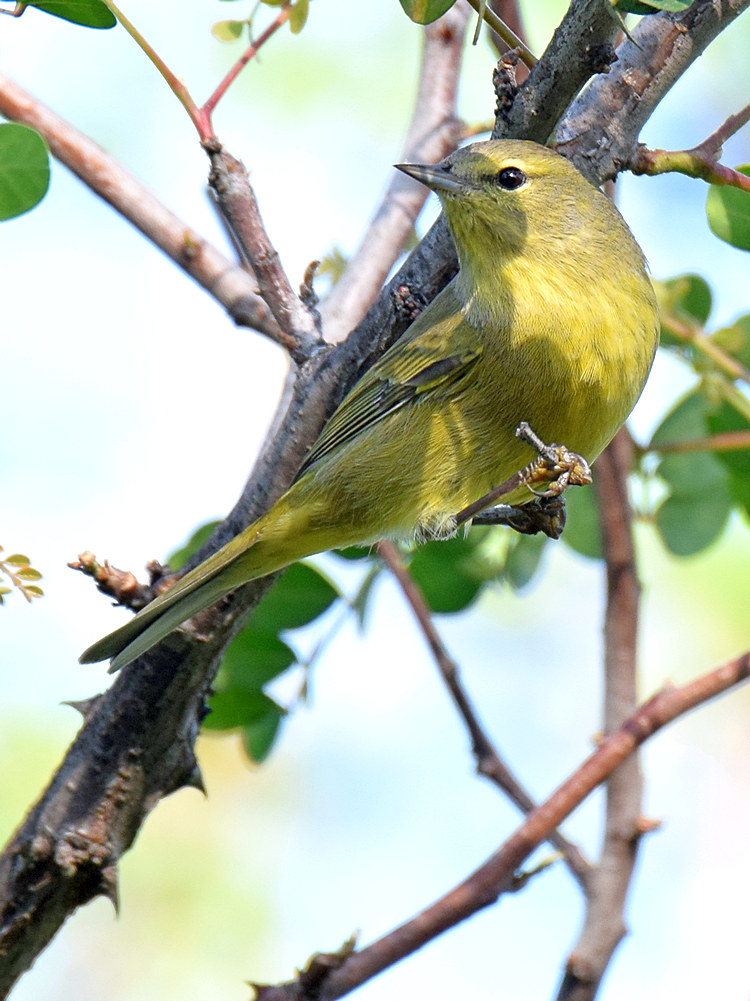 OrangeCrownedWarbler4.jpg
