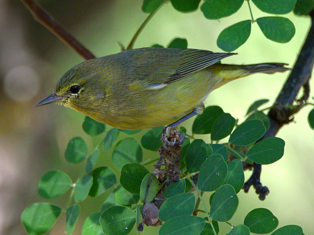 OrangeCrownedWarbler4.jpg