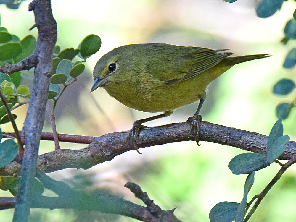 OrangeCrownedWarbler5.jpg