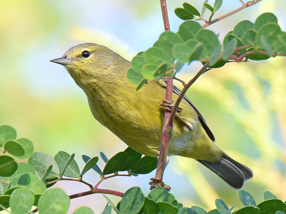 OrangeCrownedWarbler6.jpg