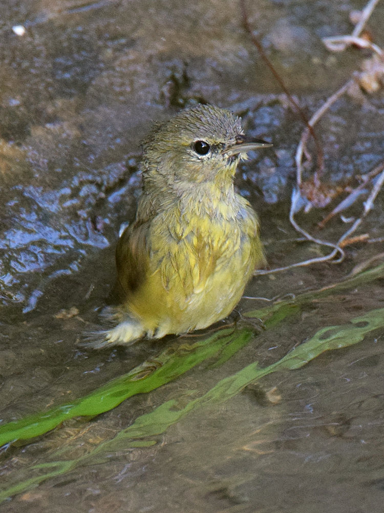 OrangeCrownedWarbler6.jpg