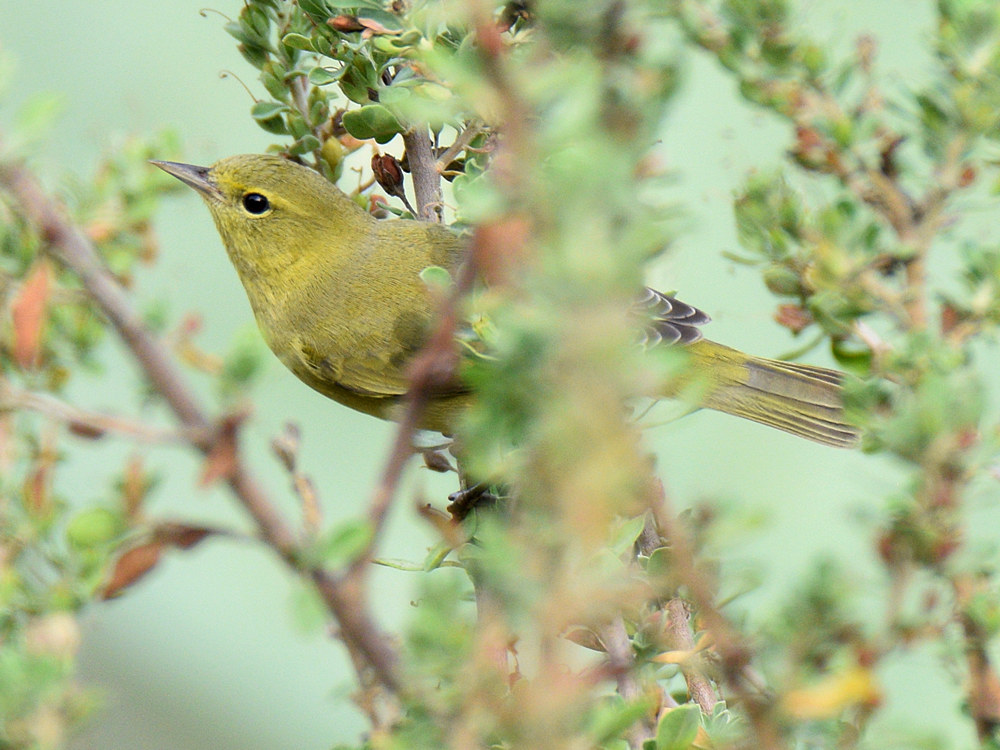 OrangeCrownWarbler.jpg