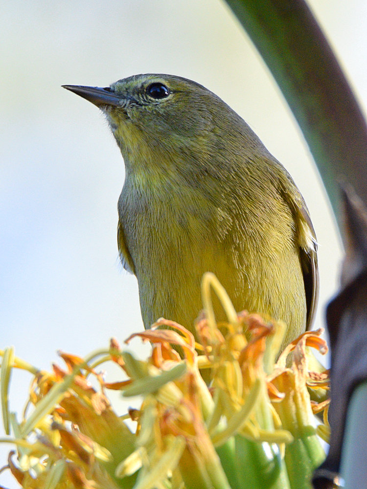 OrangeCrownWarbler.jpg