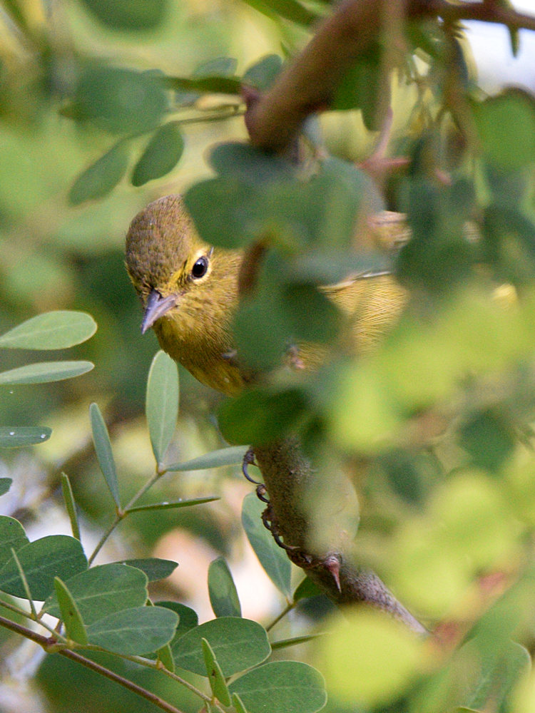 OrangeCrownWarbler.jpg