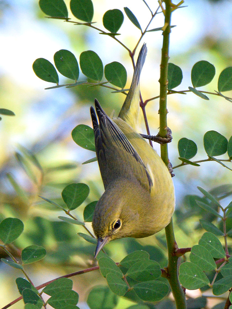 OrangeCrownWarbler.jpg