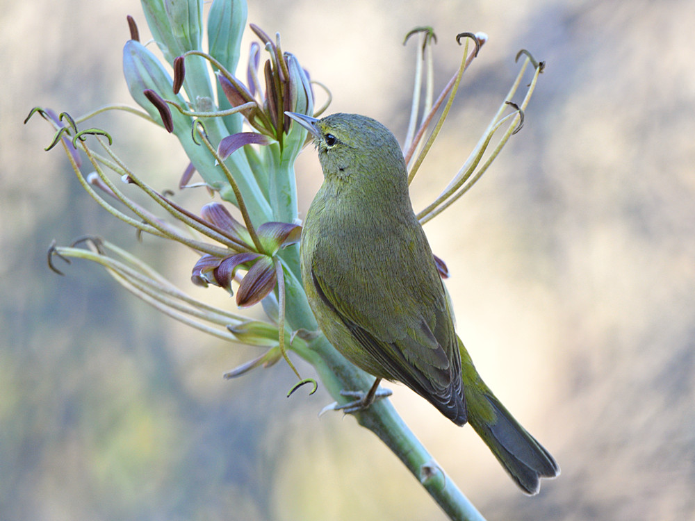OrangeCrownWarbler.jpg