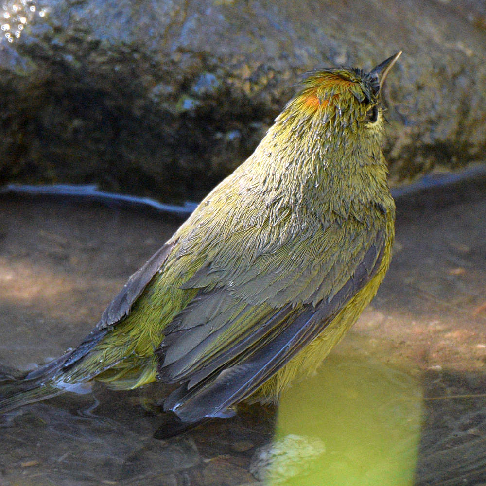 OrangeCrownWarbler10.jpg
