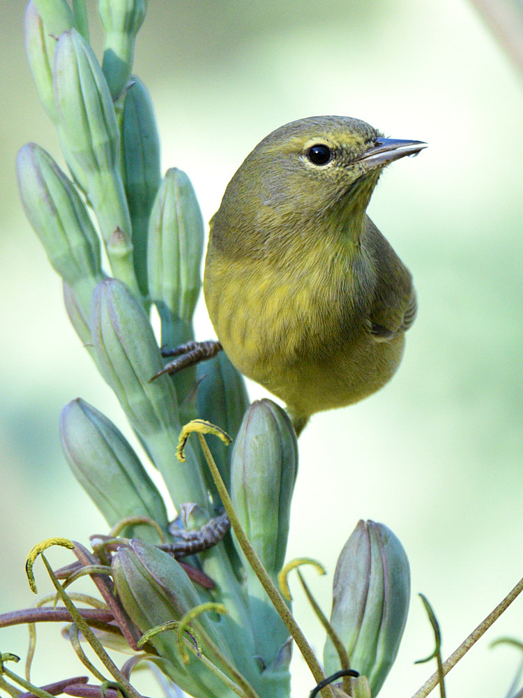 OrangeCrownWarbler10.jpg