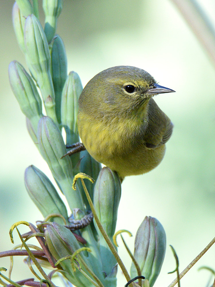 OrangeCrownWarbler11.jpg
