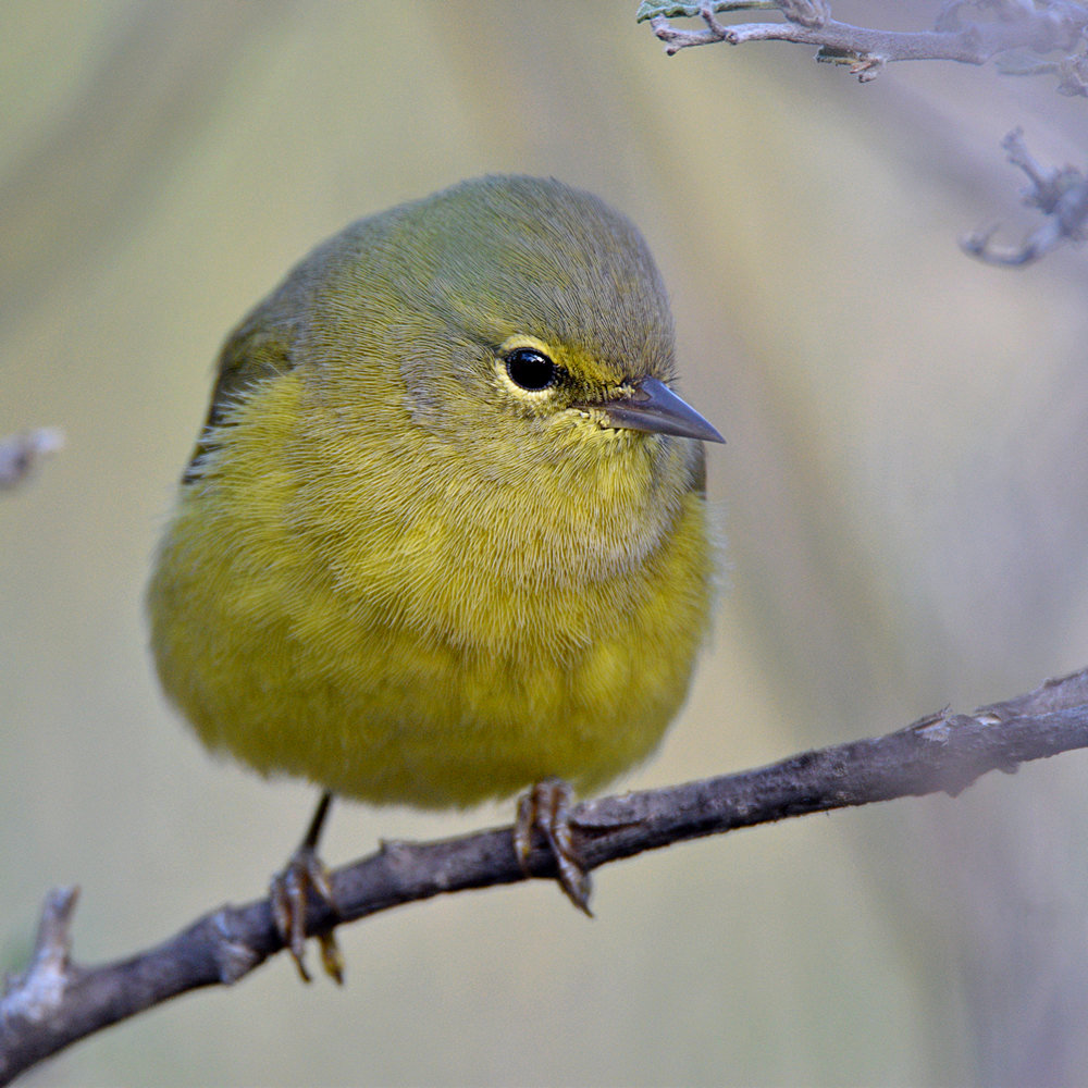 OrangeCrownWarbler11.jpg
