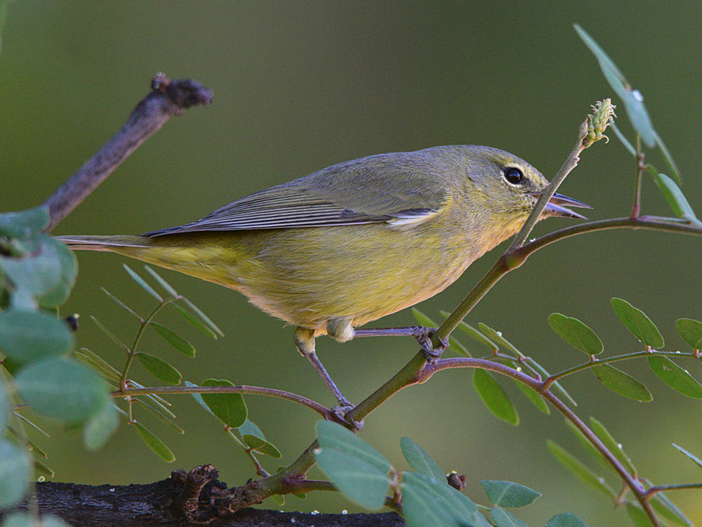OrangeCrownWarbler15.jpg