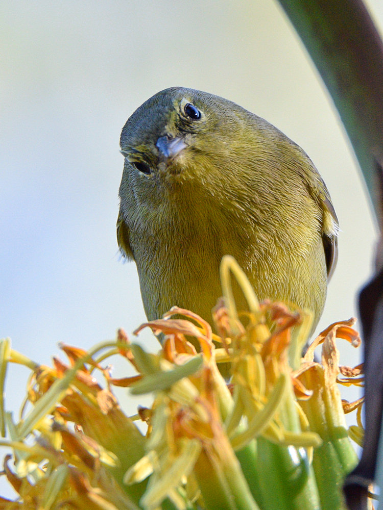 OrangeCrownWarbler2.jpg