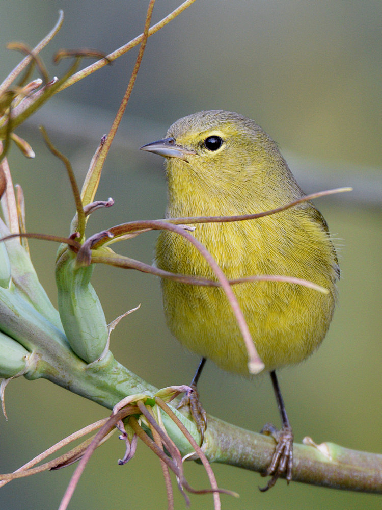 OrangeCrownWarbler2.jpg