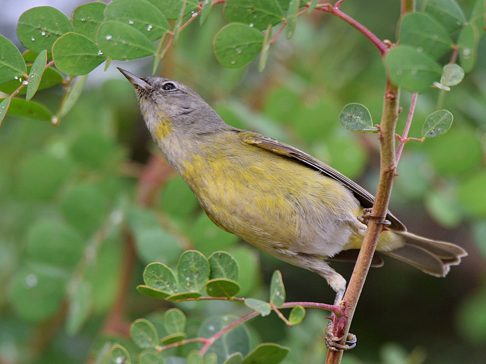 OrangeCrownWarbler2.jpg