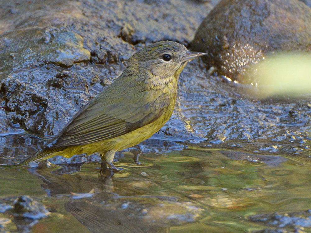 OrangeCrownWarbler2.jpg