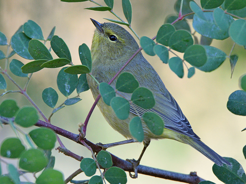 OrangeCrownWarbler2.jpg