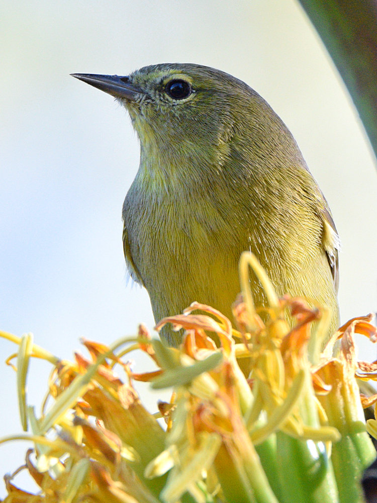 OrangeCrownWarbler3.jpg