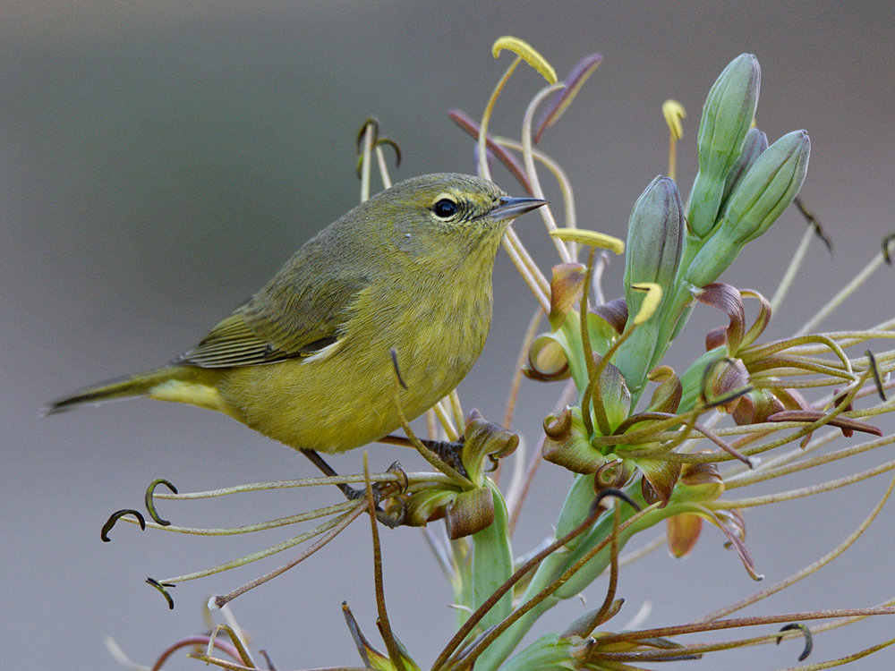 OrangeCrownWarbler3.jpg