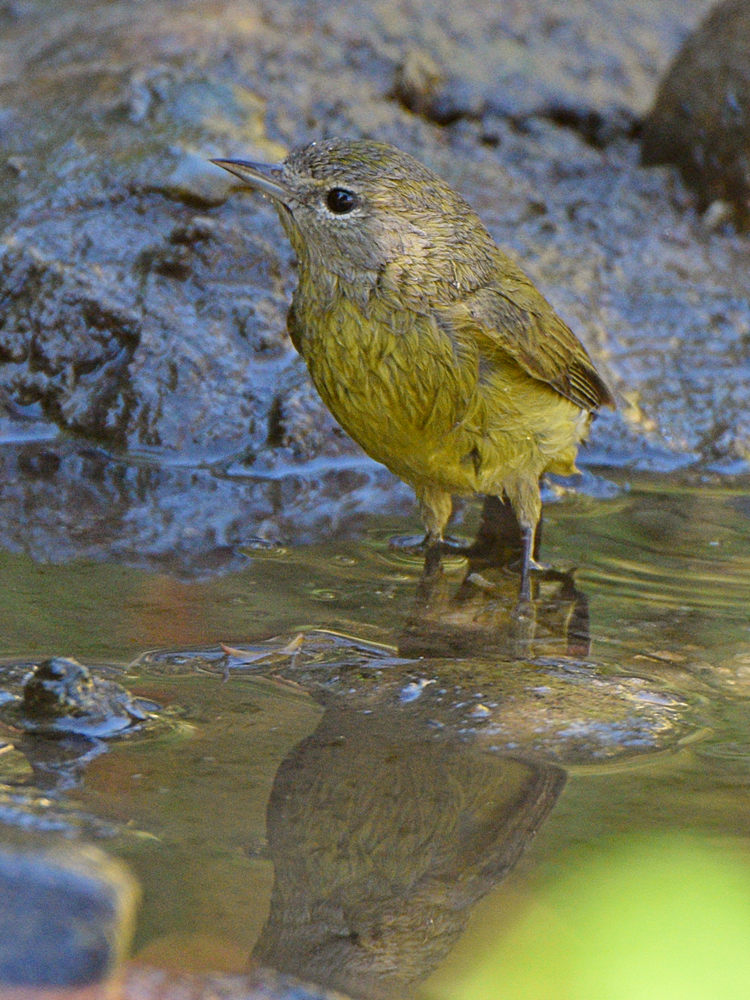 OrangeCrownWarbler3.jpg