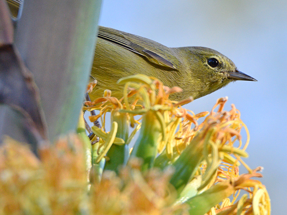 OrangeCrownWarbler4.jpg