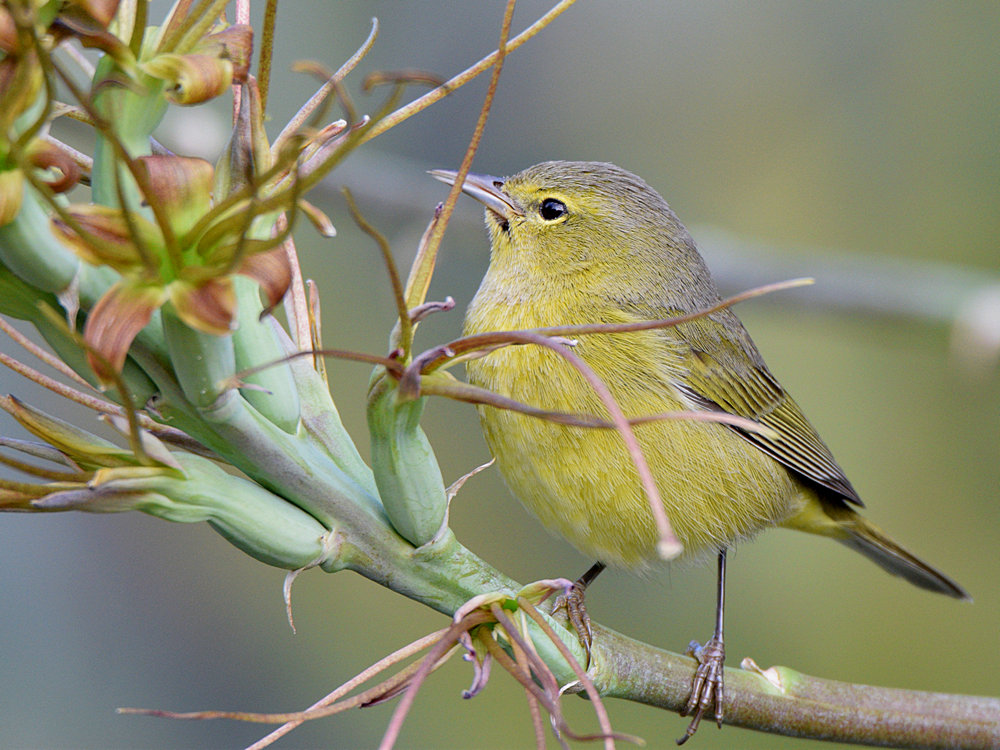 OrangeCrownWarbler4.jpg