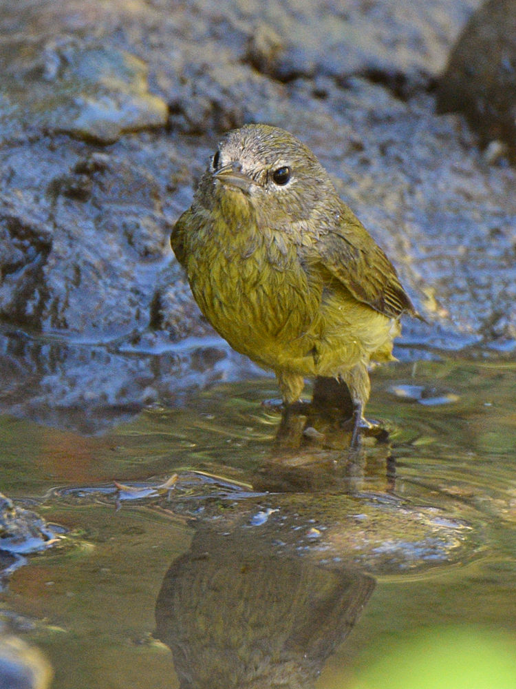 OrangeCrownWarbler4.jpg