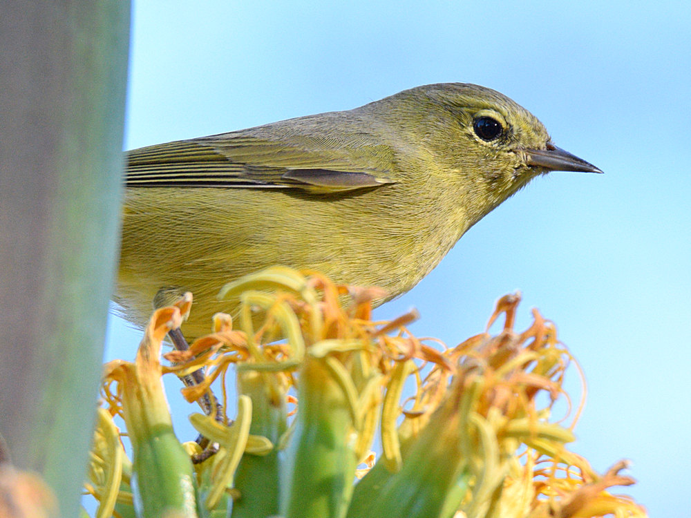 OrangeCrownWarbler5.jpg