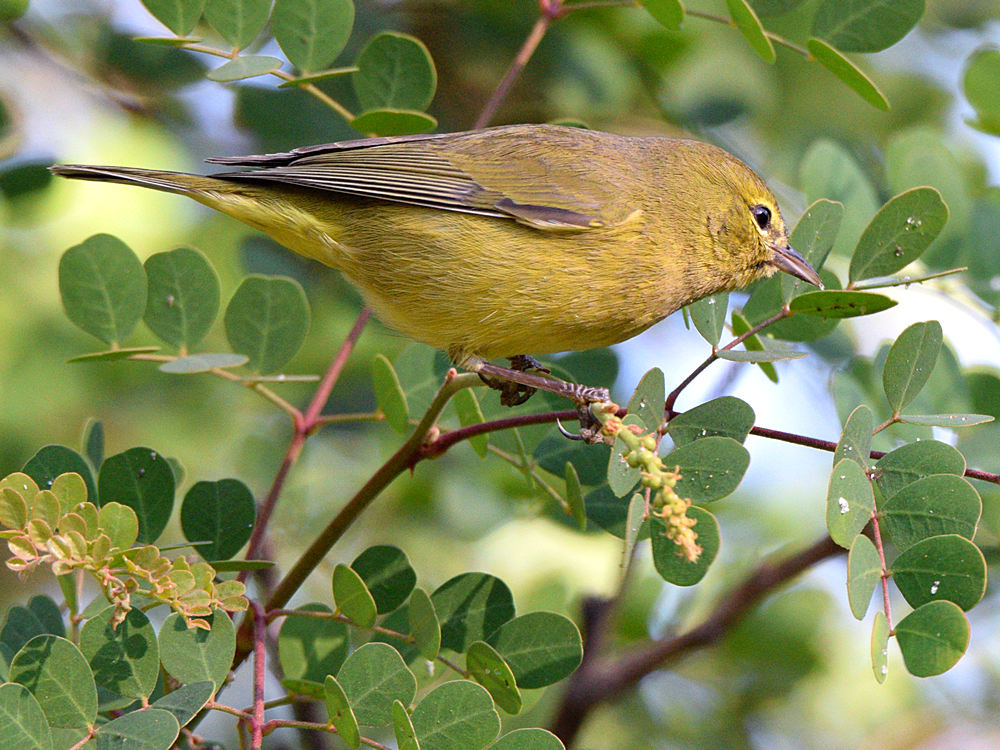 OrangeCrownWarbler5.jpg