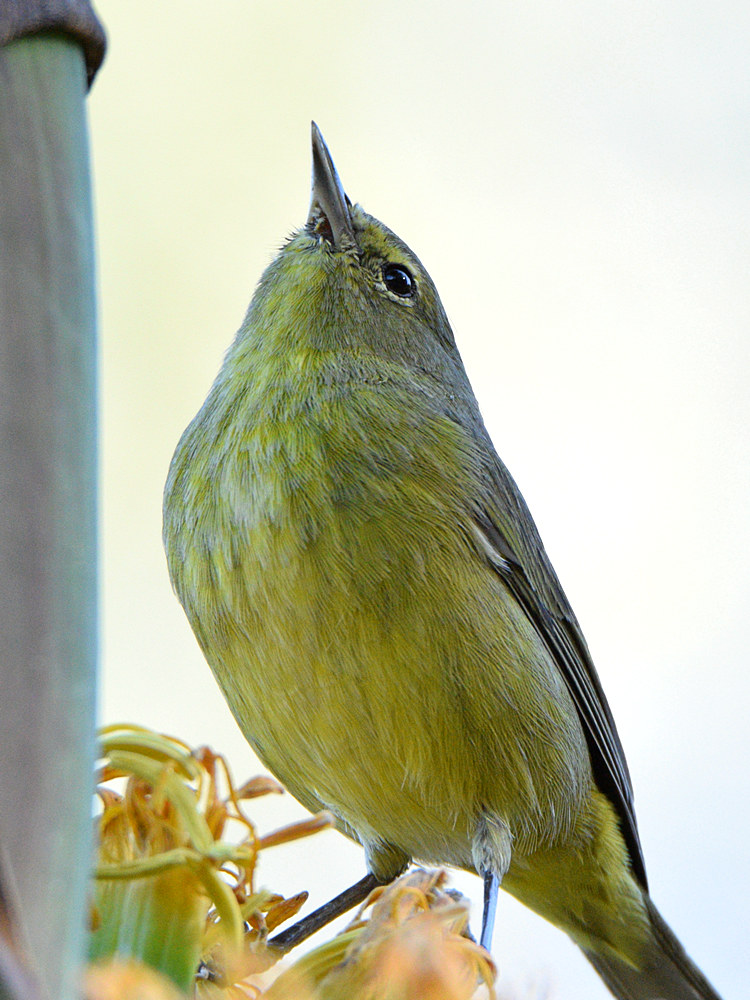 OrangeCrownWarbler6.jpg