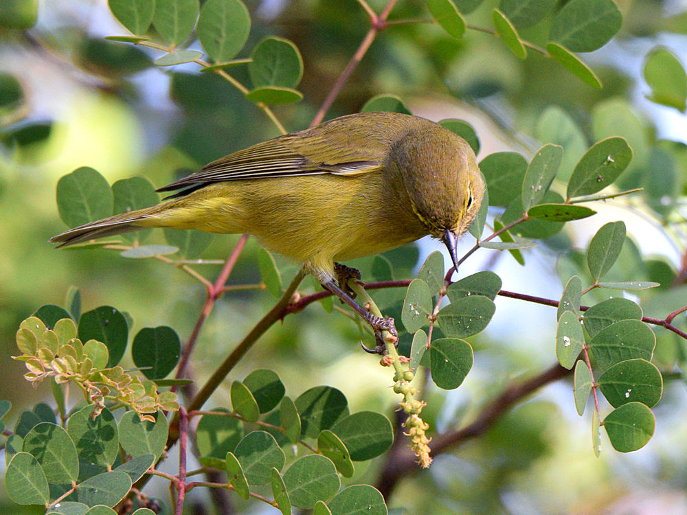 OrangeCrownWarbler6.jpg