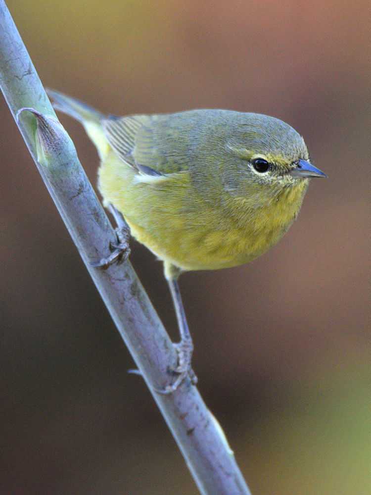 OrangeCrownWarbler6.jpg