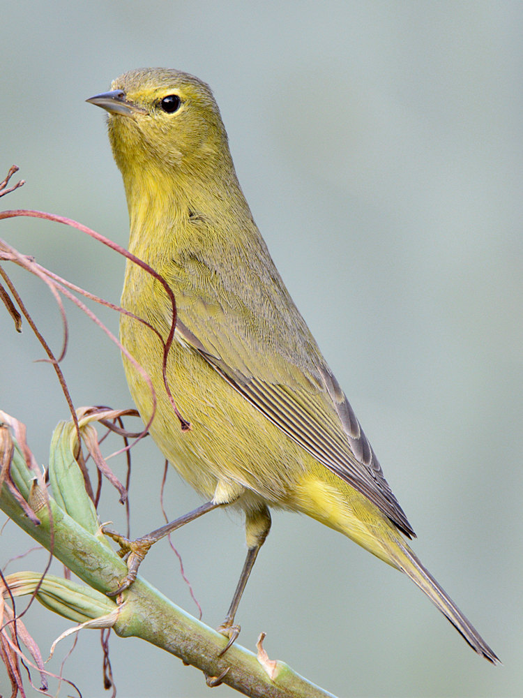 OrangeCrownWarbler7.jpg