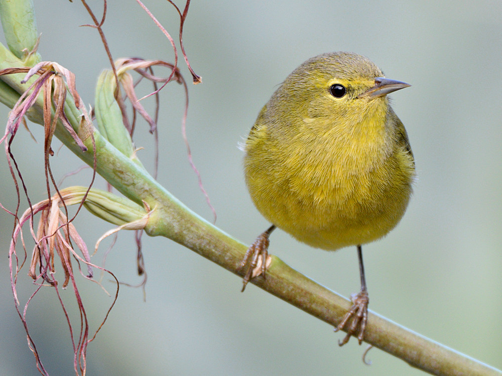 OrangeCrownWarbler8.jpg