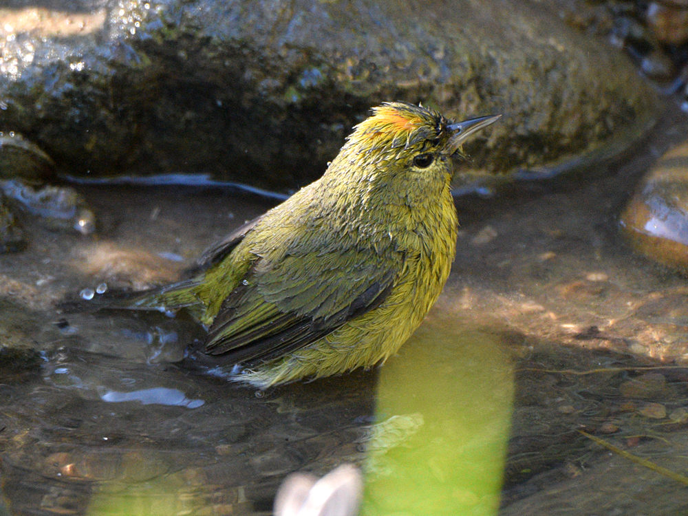 OrangeCrownWarbler9.jpg