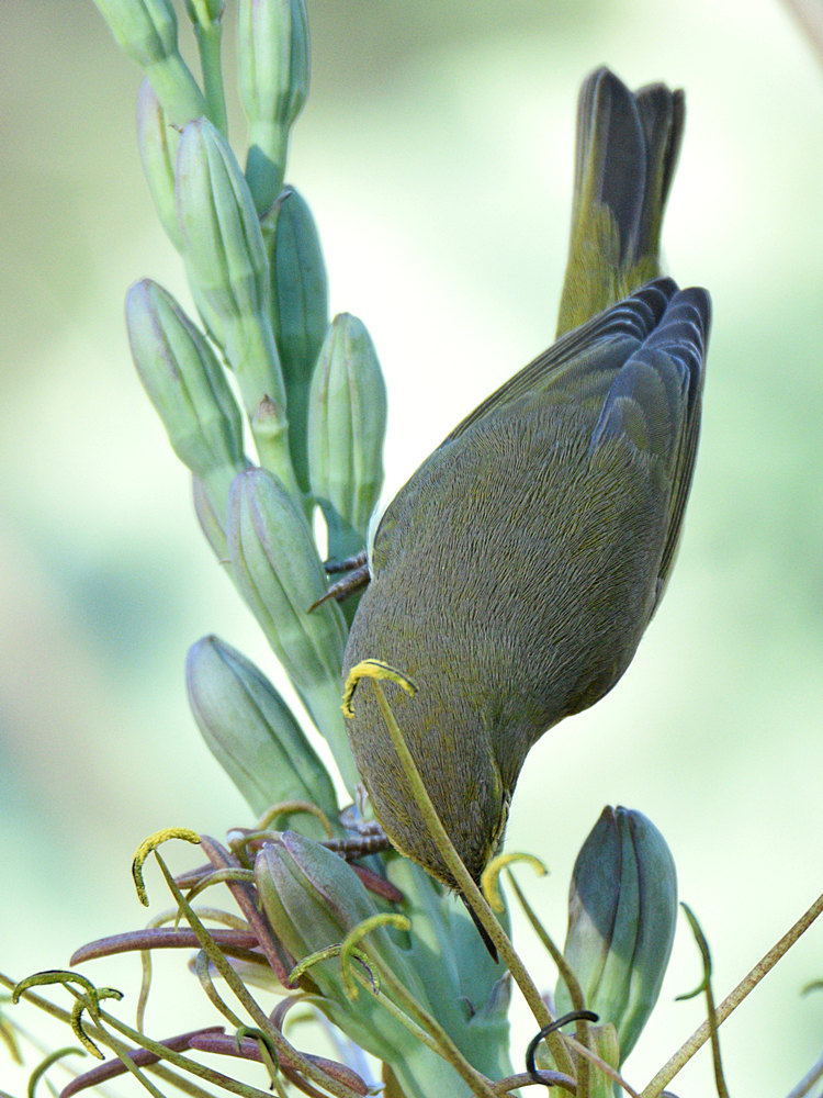 OrangeCrownWarbler9.jpg