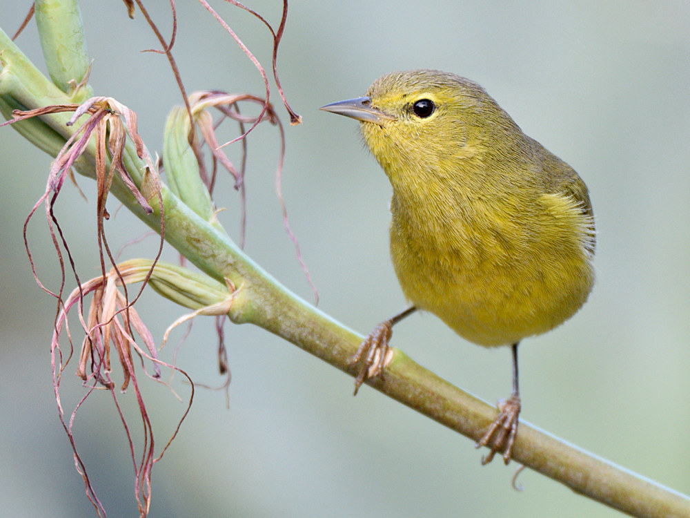 OrangeCrownWarbler9.jpg