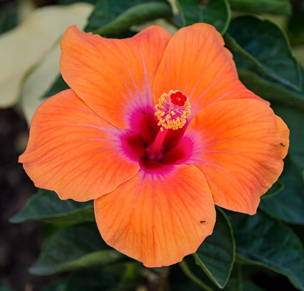 Orangeflower-Banbueng-1.jpg