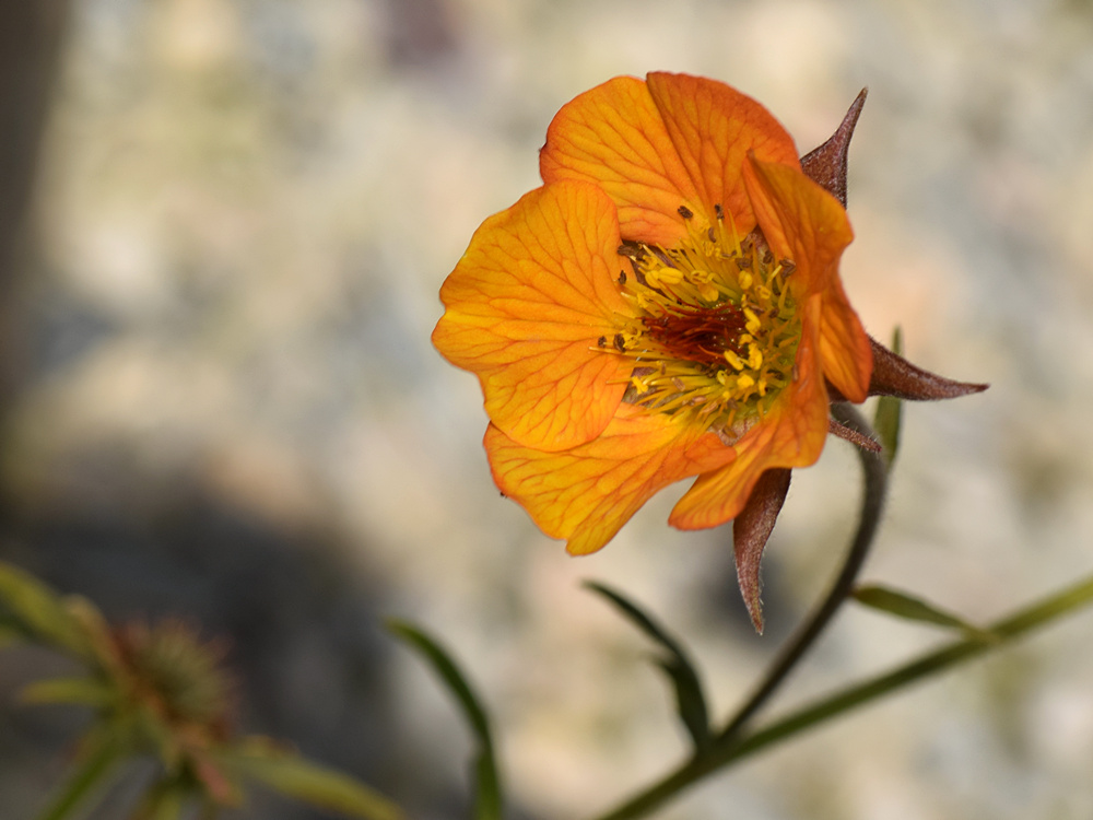 OrangeFlower.jpg