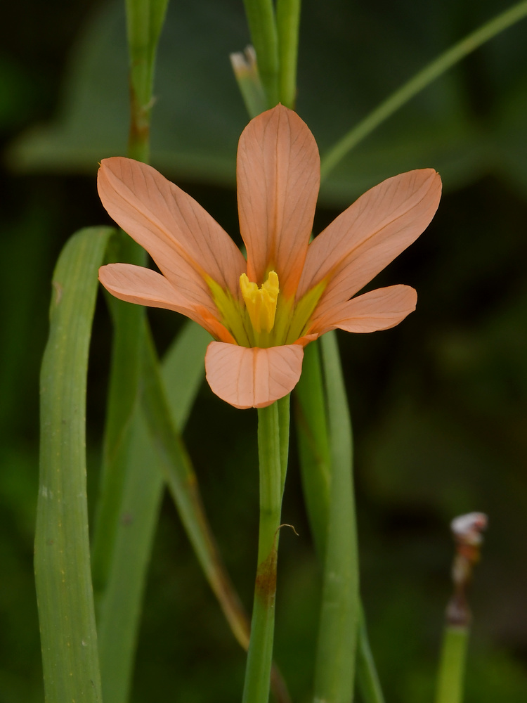 OrangeFlower.jpg