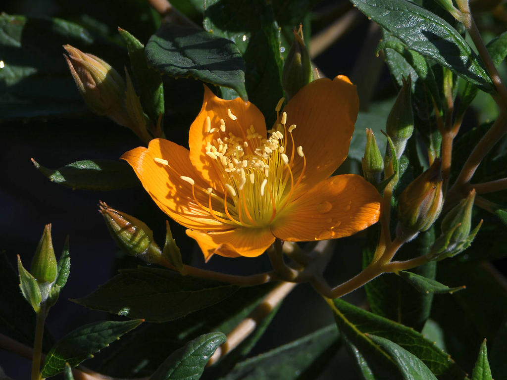 OrangeFlower.jpg