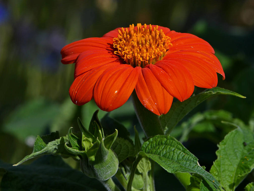 OrangeFlower.jpg